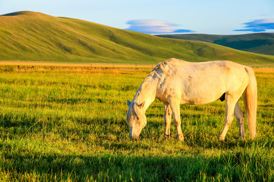 夏季草原吃草的白马
