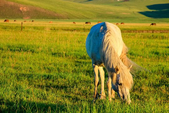 草原吃草的白马