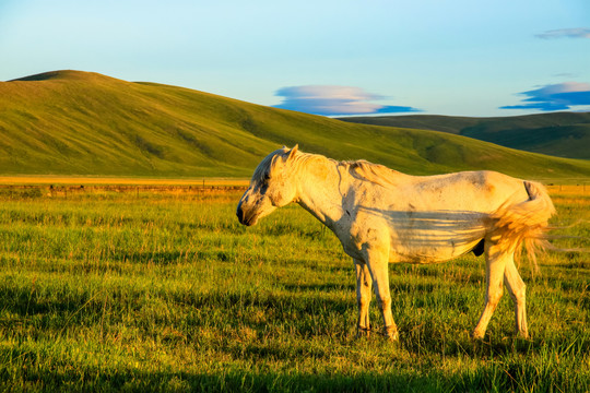 夏季清晨草原白马