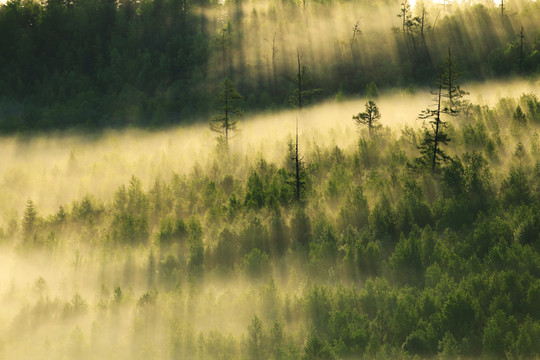 森林雾瀑