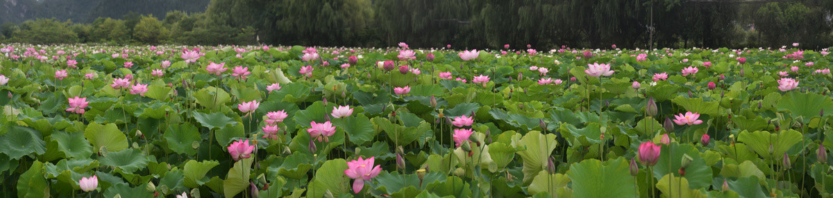 荷花全景图