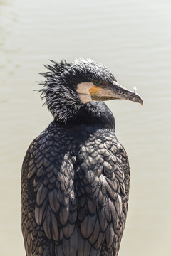 鸬鹚