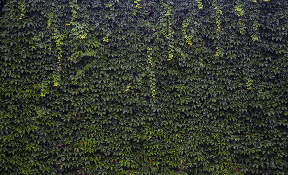绿菌植被墙壁装饰