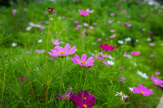 格桑花