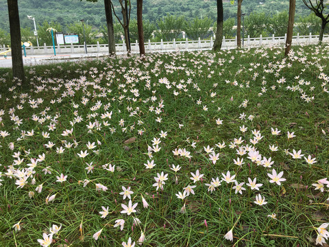 水仙花