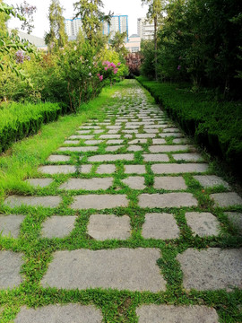 青草小路