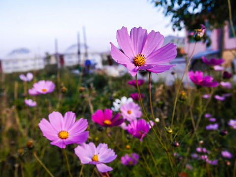 格桑花