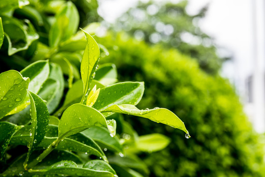 雨后沾满水滴的绿叶