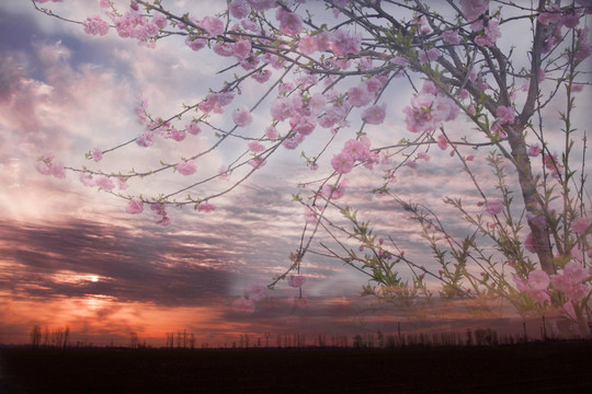 朝霞与梅花