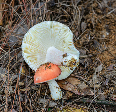 天然野生蘑菇