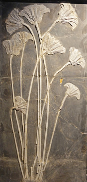海百合化石标本