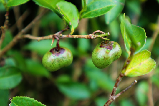 绿茶树果