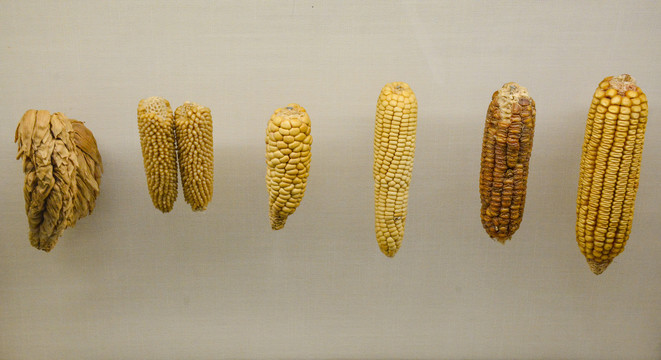 玉米种类