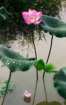 荷花莲花