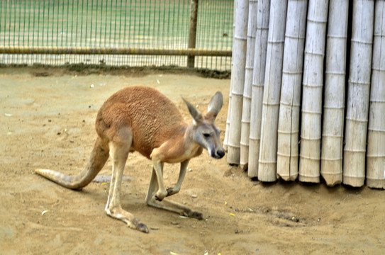 郑州市动物园赤颈袋鼠