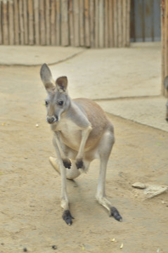 郑州市动物园赤颈袋鼠