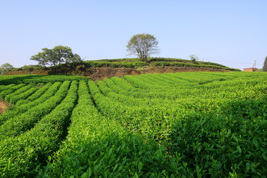 茶山风光