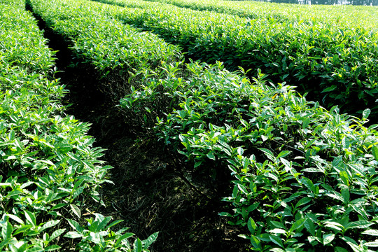 茶田茶树