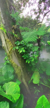 热带雨林美景