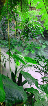 热带雨林美景