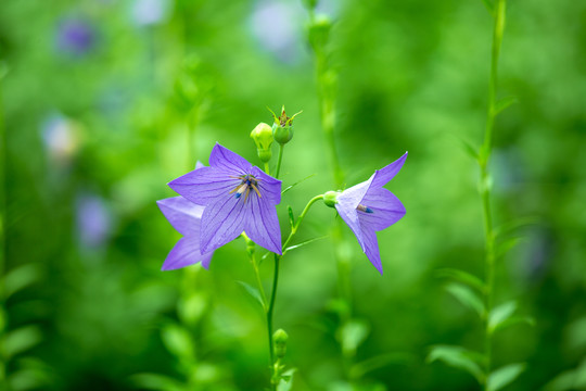 药用植物桔梗花