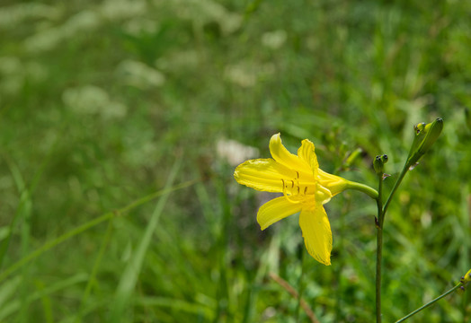 黄花菜