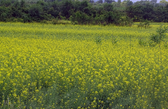 油菜籽