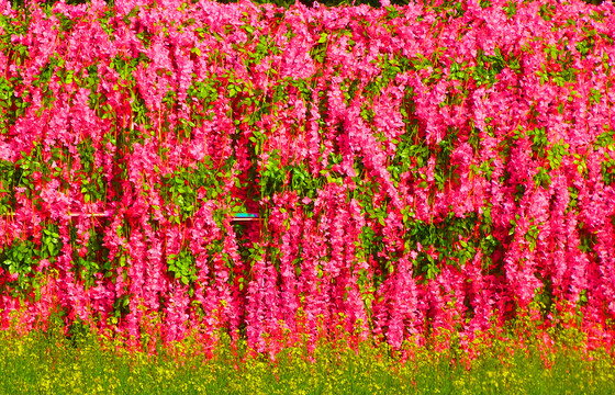 油菜花背景墙