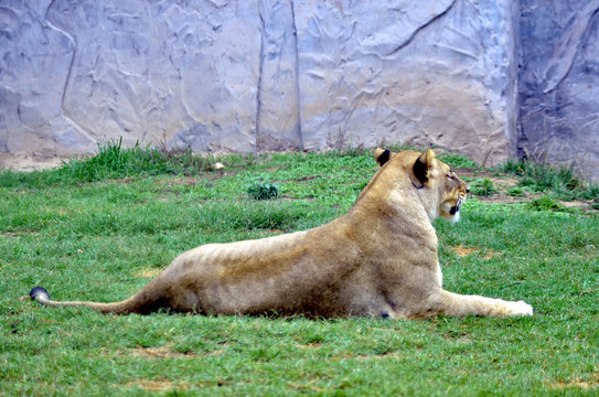 郑州市动物园非洲狮