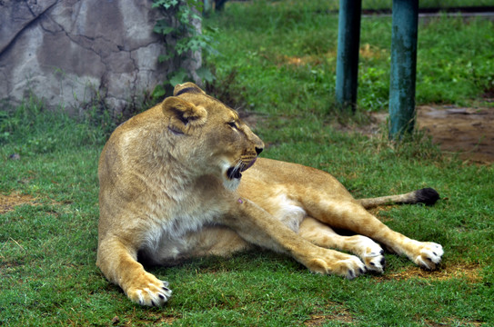 郑州市动物园非洲狮