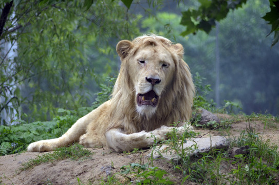 郑州市动物园非洲雄狮