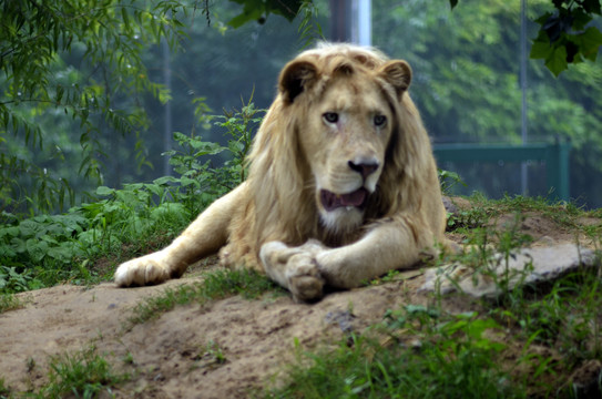 郑州市动物园非洲雄狮