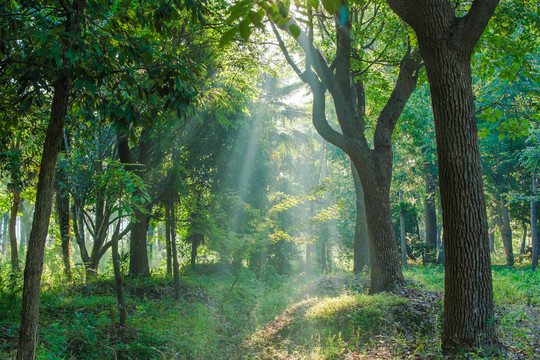 香樟树树林