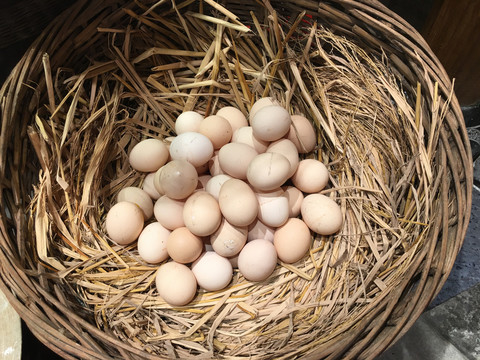 鸡窝中的草鸡蛋
