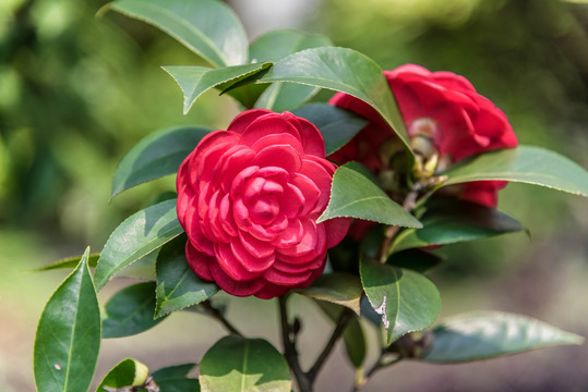 山茶花