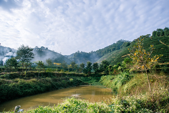 茶山