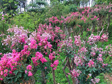 小花紫薇