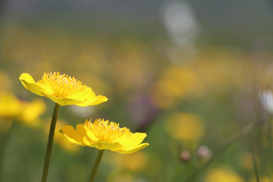 草原花海