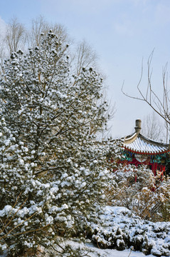 北京雪景