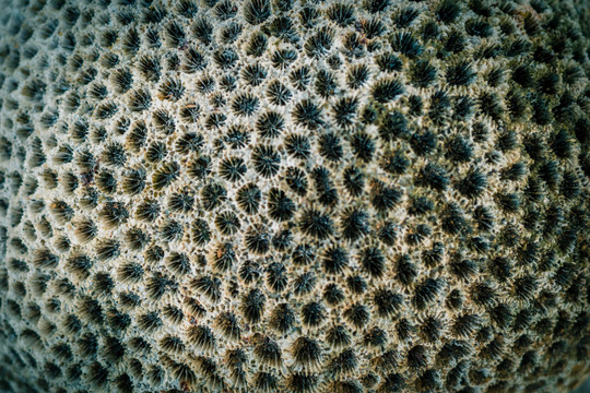 海边珊瑚石礁石奇石
