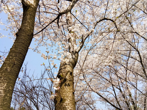 染井吉野樱