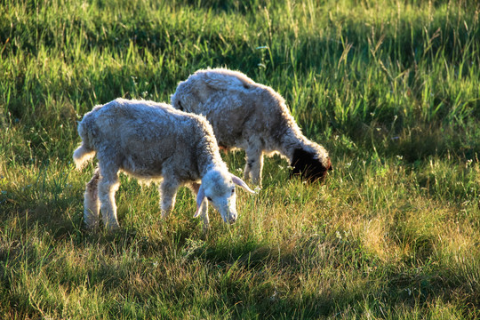 清晨草原吃草的小羊