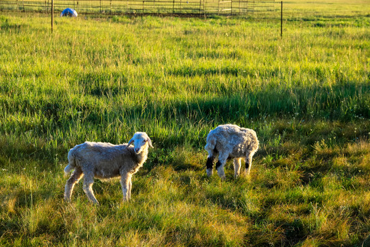 草原清晨小羊吃草