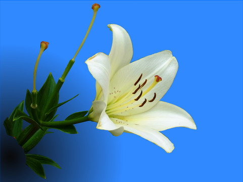 白色百合花