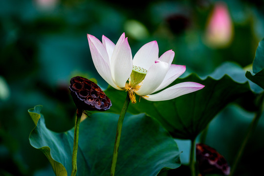 承前启后