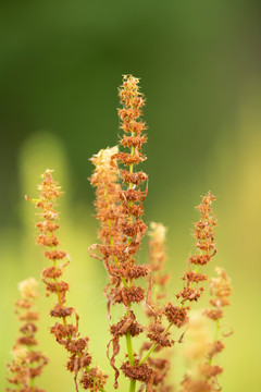 植物酸模山菠菜