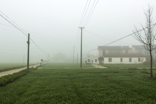 冬季大雾弥漫的麦田和房子