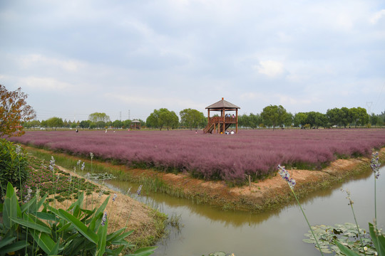 粉黛乱子草