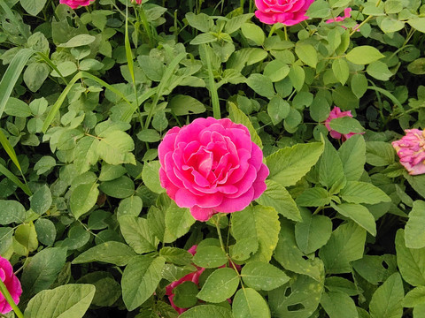 绽放月季花