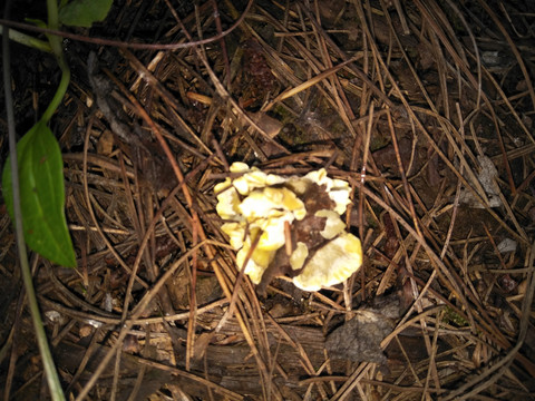 干巴菌